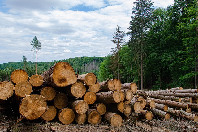 La déforestation recule en Côte d’Ivoire