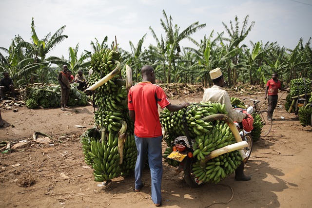 Cameroun – Les exportations de bananes en hausse