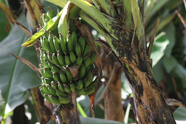 Vers une souveraineté alimentaire : Le grand pas du Burkina Faso