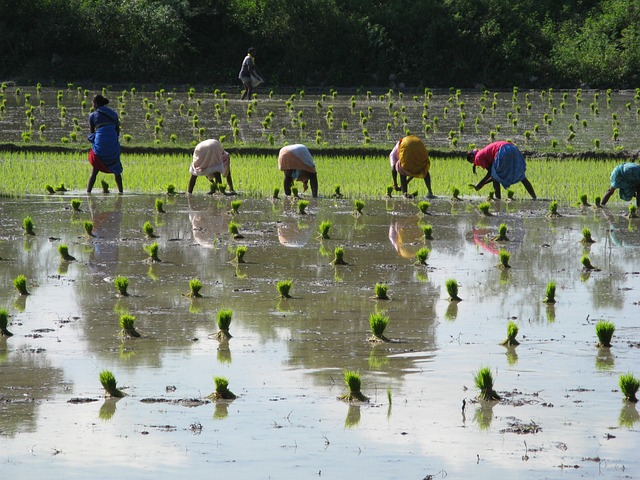 L’Inde, le grenier à riz du monde, ferme ses portes