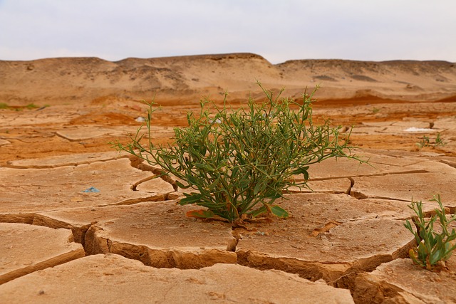 L’Afrique face à la crise climatique