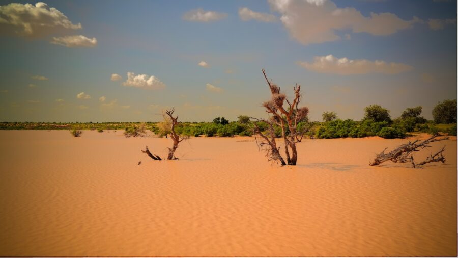 Les pays du Sahel unis face au défi de la désertification