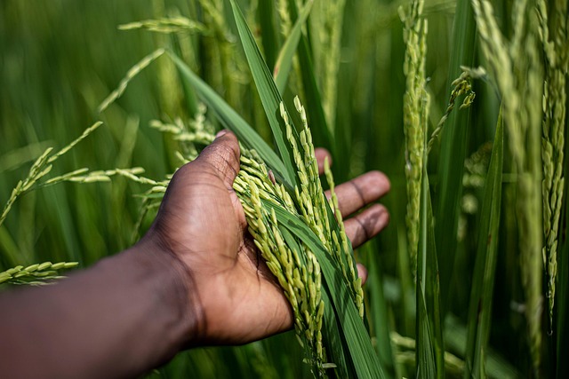 Afrique 2026 : les cinq paris de la transformation