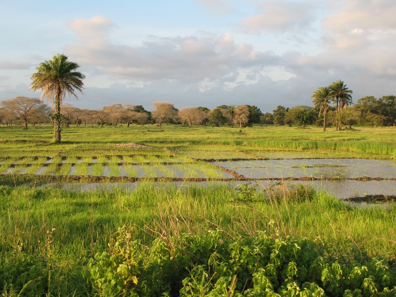 Le riz contre l&rsquo;Empire